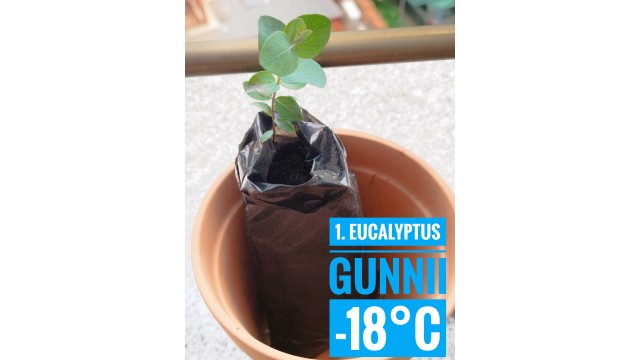 Eucalyptus gunnii