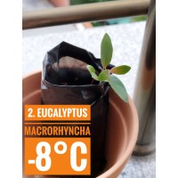 Eucalyptus macrorhyncha