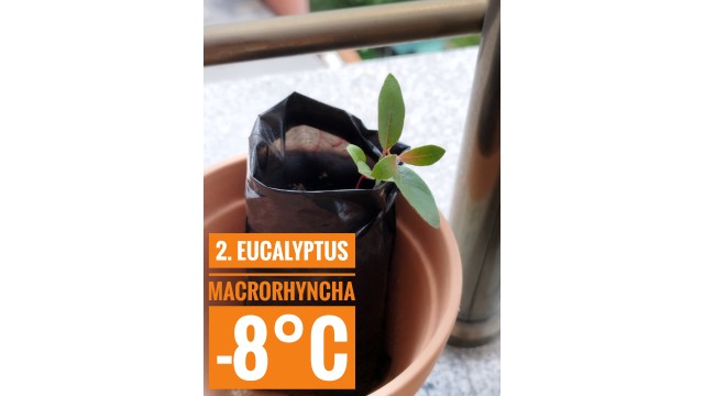 Eucalyptus macrorhyncha