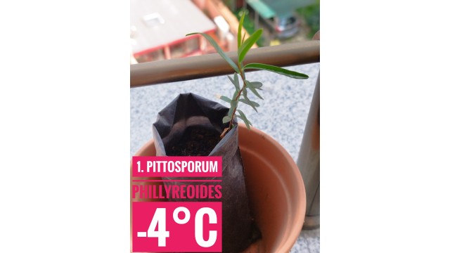 Pittosporum phillyreoides Pittosporum phillyreoides