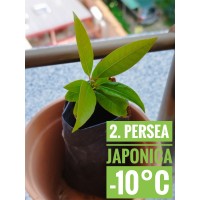 Persea japonica