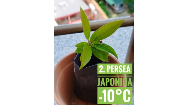 Persea japonica