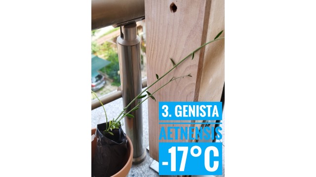 Genista aetnensis