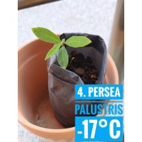 Persea palustris