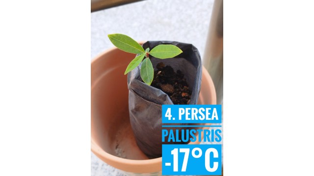 Persea palustris