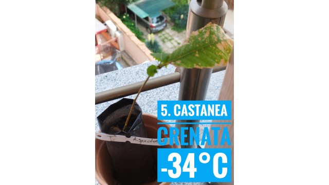 Castanea crenata