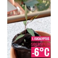Eucalyptus sideroxylon