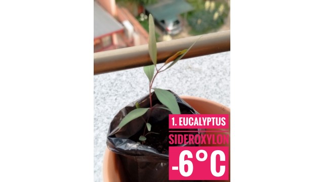 Eucalyptus sideroxylon