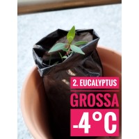 Eucalyptus grossa