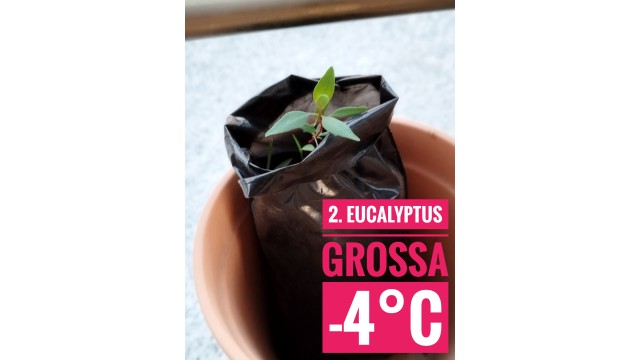 Eucalyptus grossa