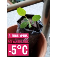 Eucalyptus polyanthemos