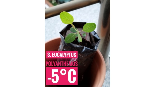 Eucalyptus polyanthemos