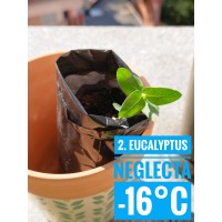 Eucalyptus neglecta