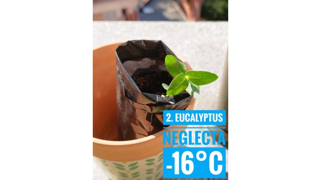 Eucalyptus neglecta