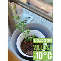 Calicotome villosa