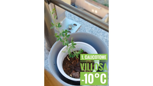 Calicotome villosa