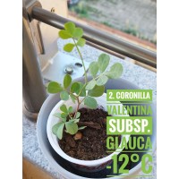 Coronilla valentina subsp. glauca