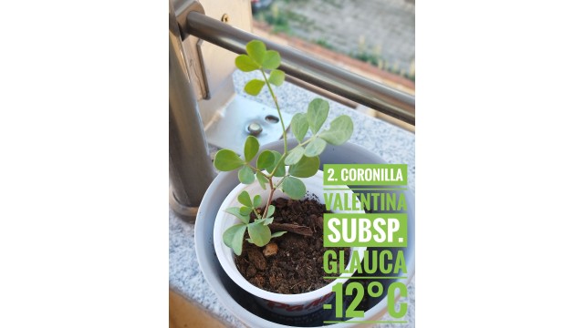 Coronilla valentina subsp. glauca