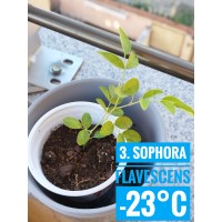 Sophora flavescens