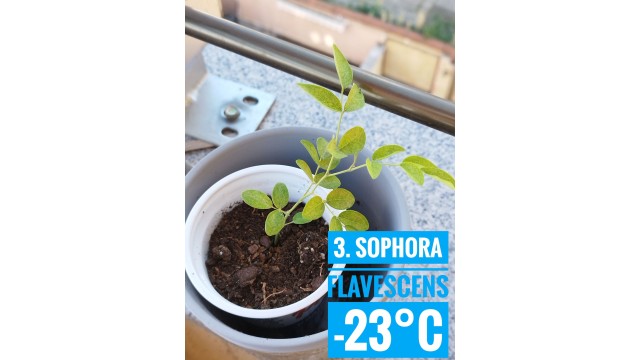 Sophora flavescens