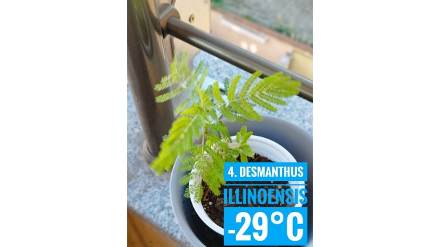 Desmanthus illinoensis