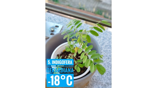 Indigofera gerardiana