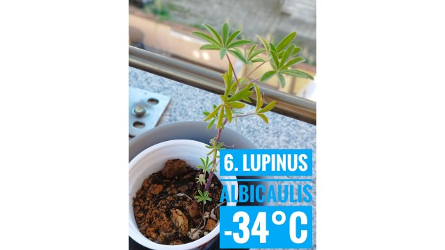 Lupinus albicaulis
