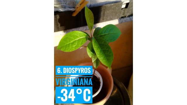 Diospyros virginiana