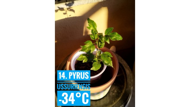 Pyrus ussuriensis