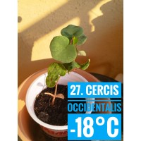 Cercis occidentalis