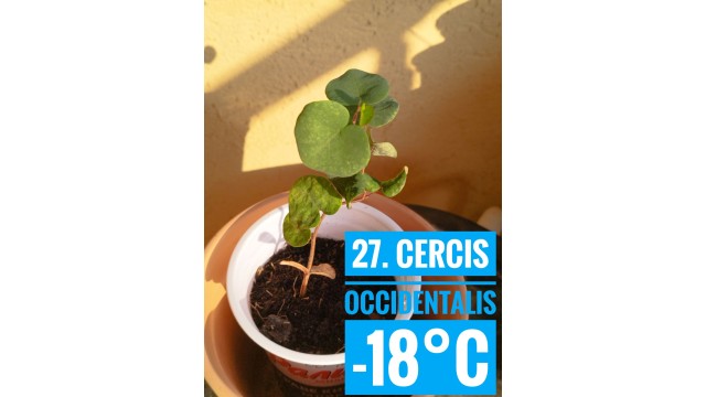 Cercis occidentalis
