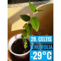 Celtis tenuifolia