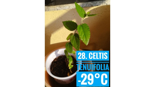 Celtis tenuifolia