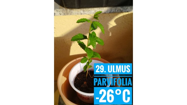 Ulmus parvifolia Ulmus parvifolia