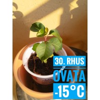 Rhus ovata Rhus ovata