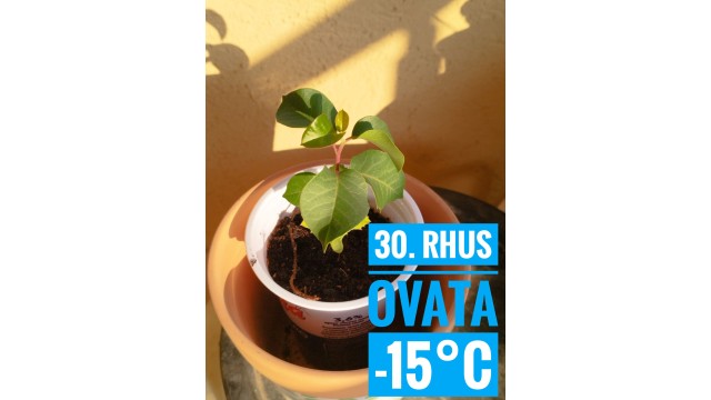 Rhus ovata