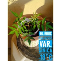 Rhus punjabensis var. sinica