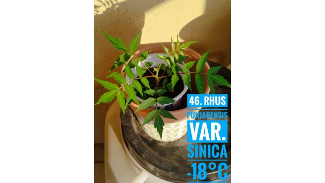 Rhus punjabensis var. sinica