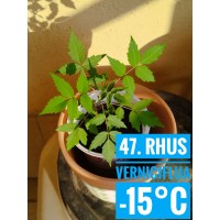 Rhus verniciflua