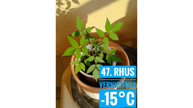 Rhus verniciflua