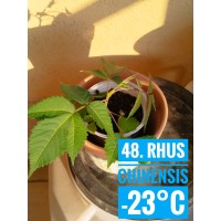 Rhus chinensis