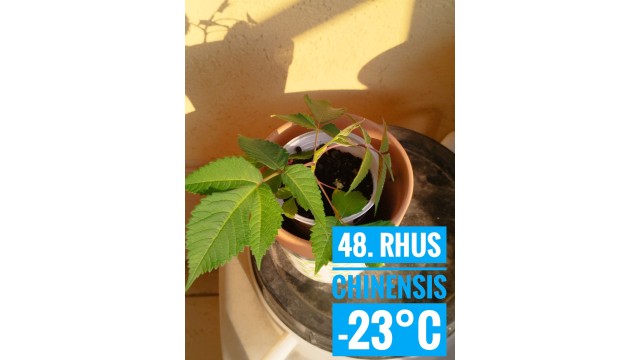 Rhus chinensis