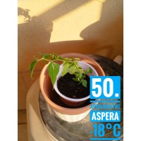 Aphananthe aspera Aphananthe aspera