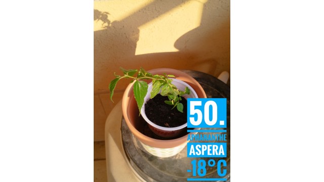 Aphananthe aspera