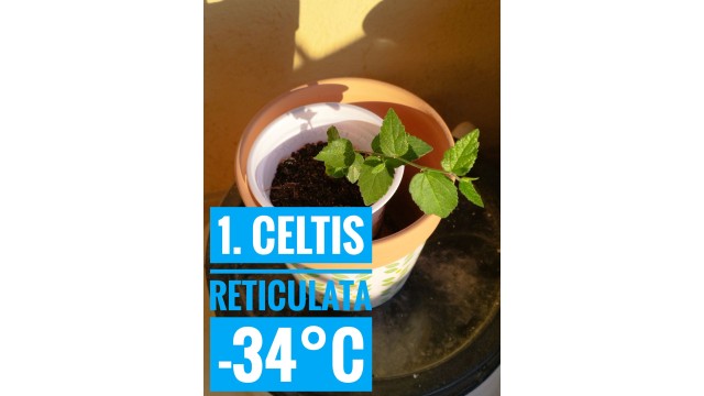 Celtis reticulata