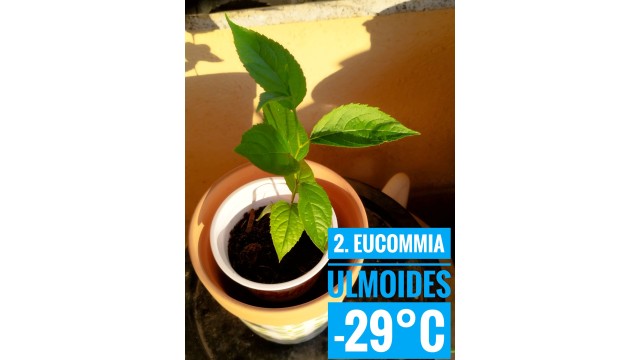 Eucommia ulmoides