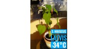 Hibiscus laevis
