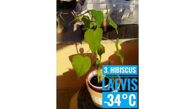 Hibiscus laevis