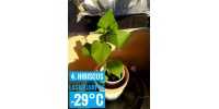 Hibiscus lasiocarpos