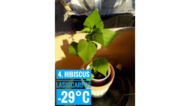 Hibiscus lasiocarpos